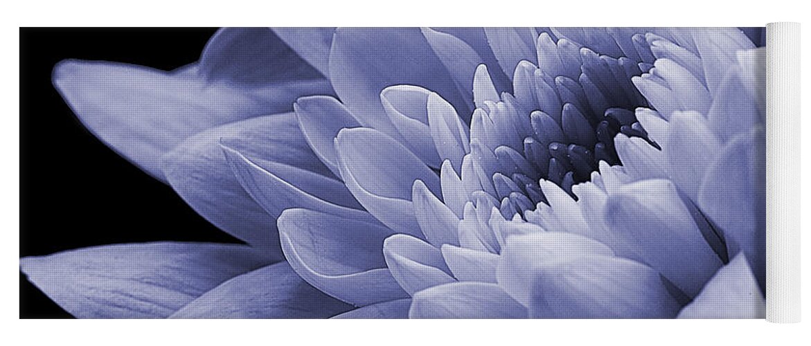 Chysanthemum Yoga Mat featuring the photograph Chrysanthemum in purple. by John Paul Cullen