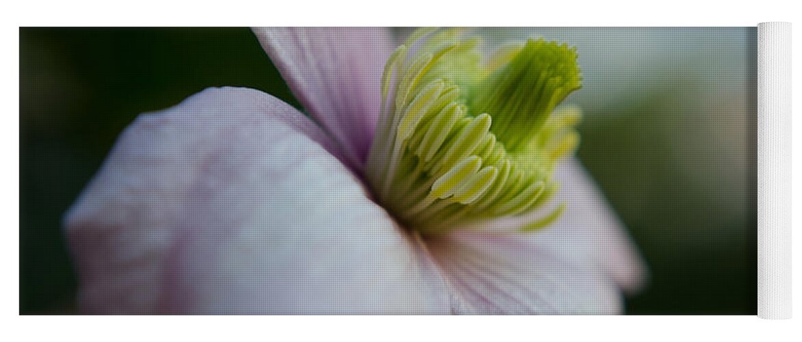 Flower Yoga Mat featuring the photograph Clematis flower face of Spring by Spikey Mouse Photography