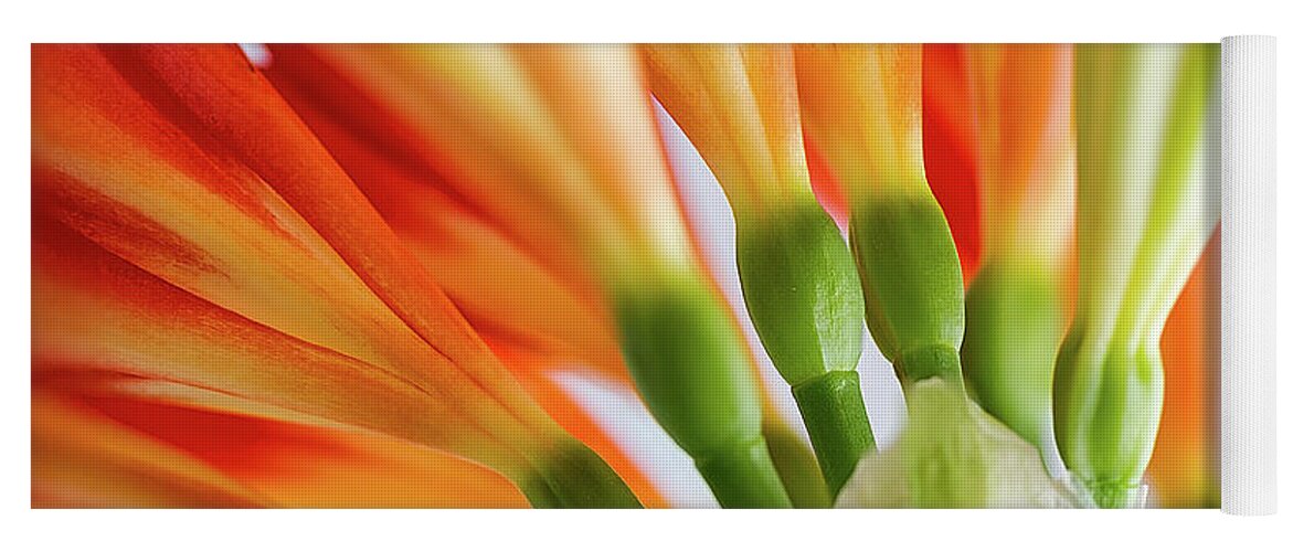 Orange Yoga Mat featuring the photograph Clivia Miniata 5 by Shirley Mitchell