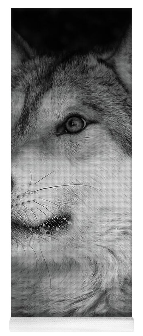 Wolf Yoga Mat featuring the photograph Close Up Gray Wolf by Athena Mckinzie