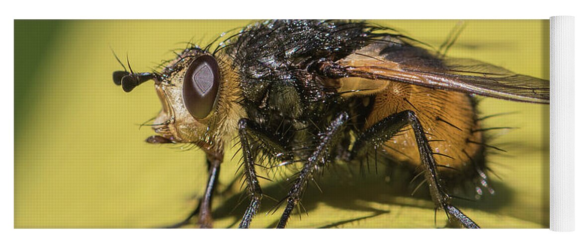 Animal Yoga Mat featuring the photograph Close up - Tachinid fly - Nowickia ferox by Jivko Nakev