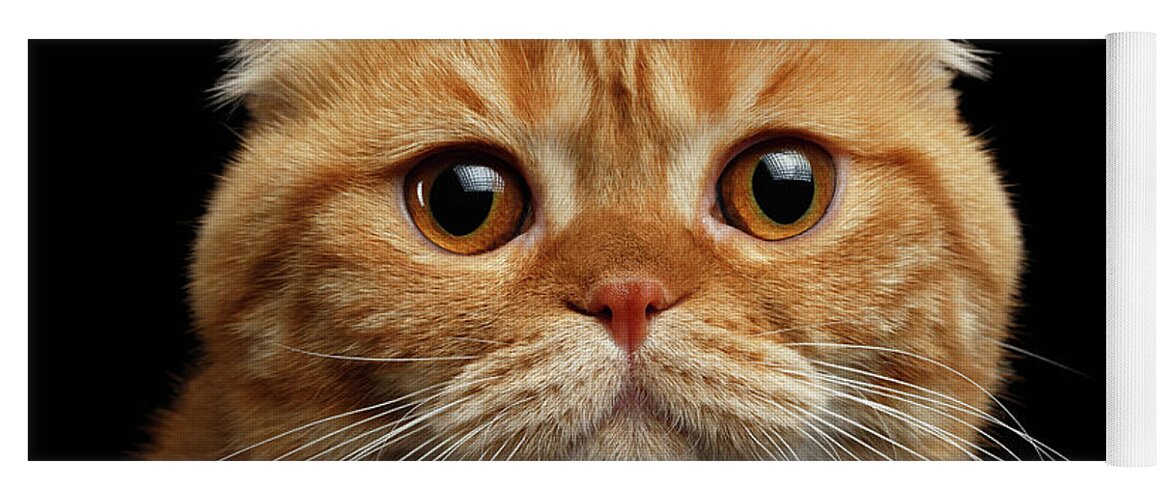 Cat Yoga Mat featuring the photograph Closeup Ginger Scottish Fold Cat Looking in camera isolated on Black by Sergey Taran