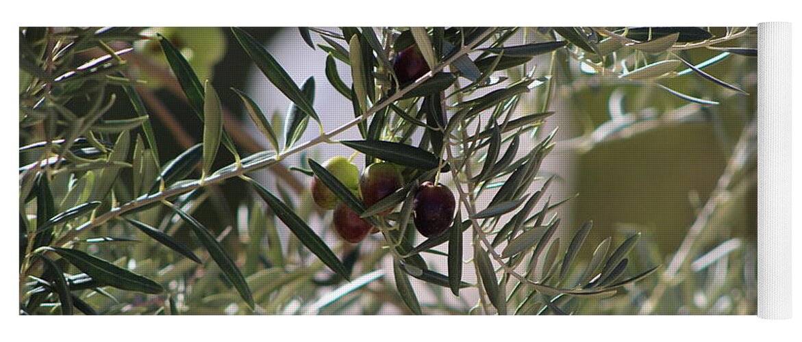Closeup Of Ripe Olive On Tree Fine Art Photograph