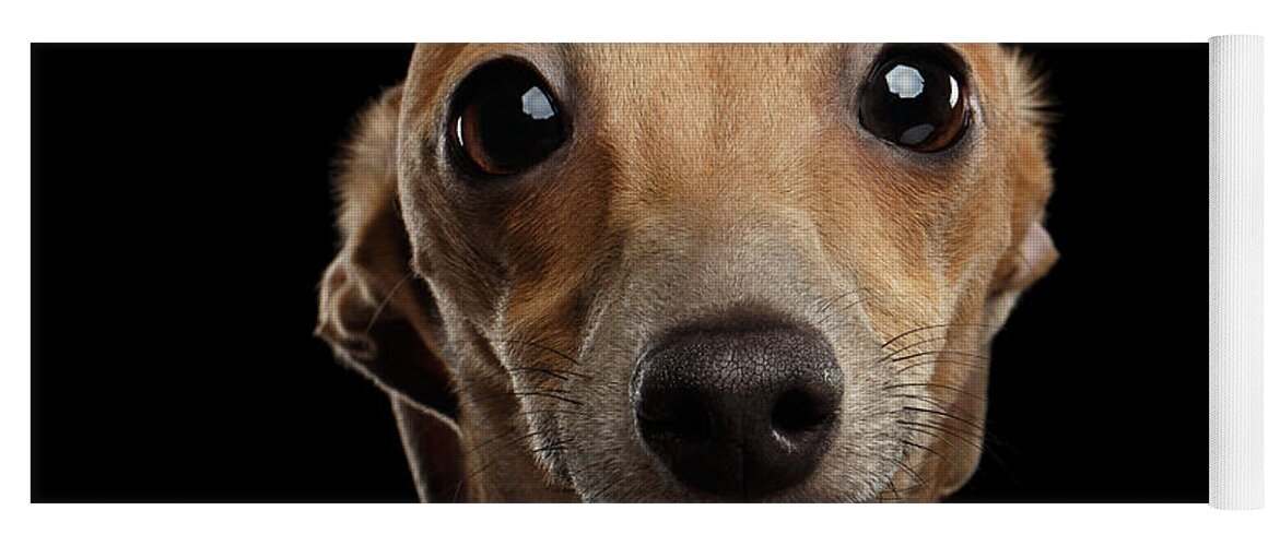 #faatoppicks Yoga Mat featuring the photograph Closeup Portrait Italian Greyhound Dog Looking in Camera isolated Black by Sergey Taran