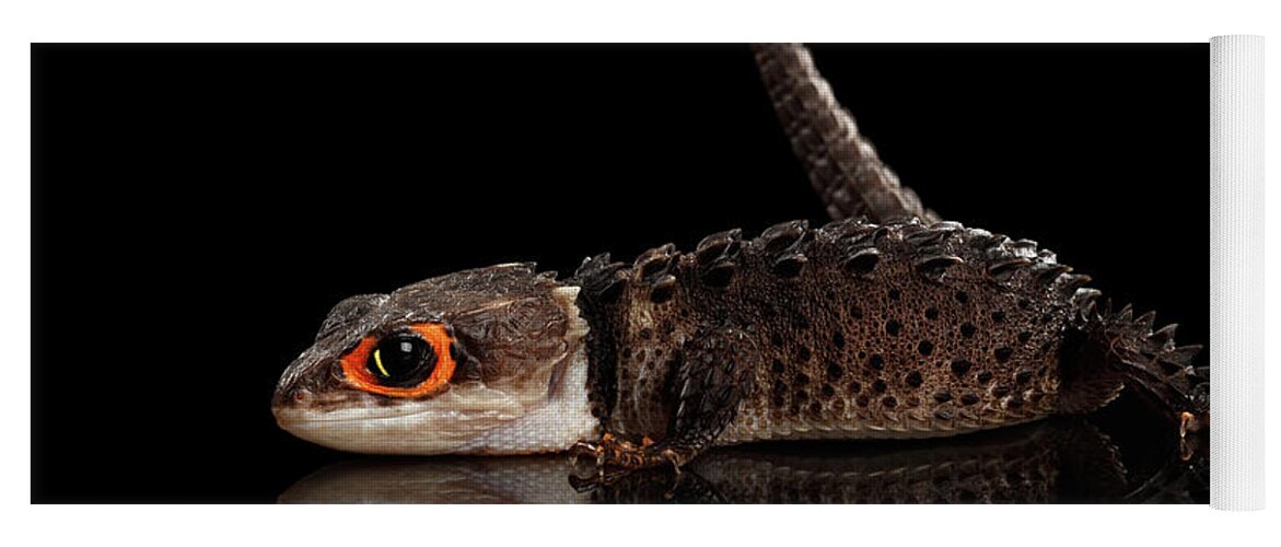 Crocodile Yoga Mat featuring the photograph Closeup Red-eyed crocodile skink, tribolonotus gracilis, isolated on Black background by Sergey Taran
