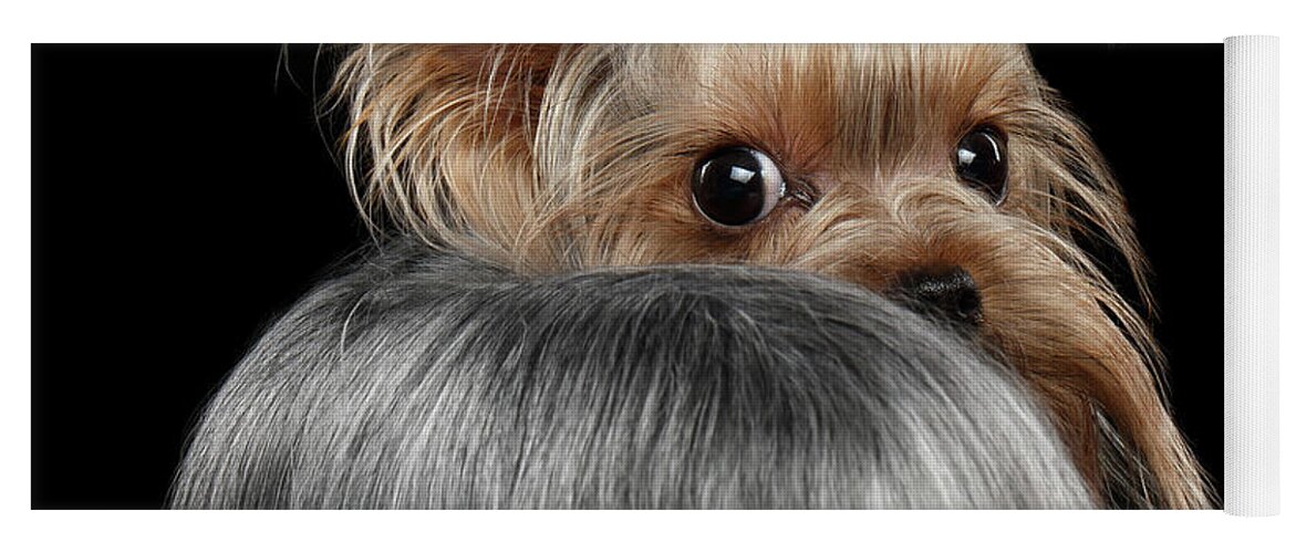  Closeup Yoga Mat featuring the photograph Closeup Yorkshire Terrier Dog, long groomed Hair Pity Looking back by Sergey Taran