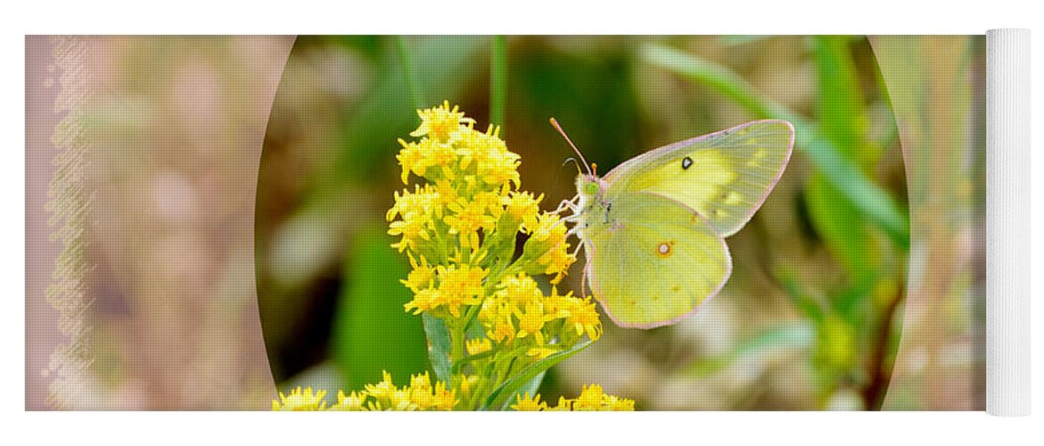 Butterfly Yoga Mat featuring the digital art Clouded Sulphur Butterfly Sipping Nectar by Kae Cheatham