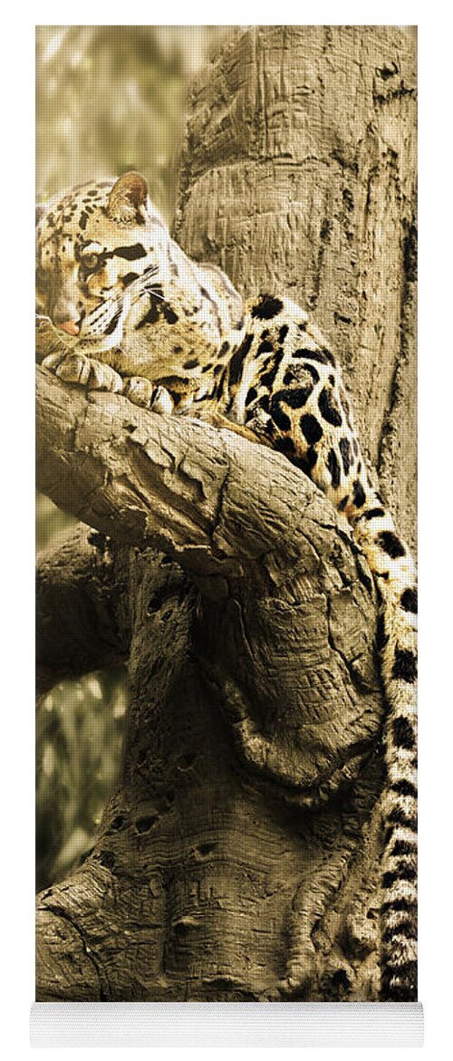 Clouded Leopard Yoga Mat featuring the photograph Clouded Leopard in the Sun by Ally White