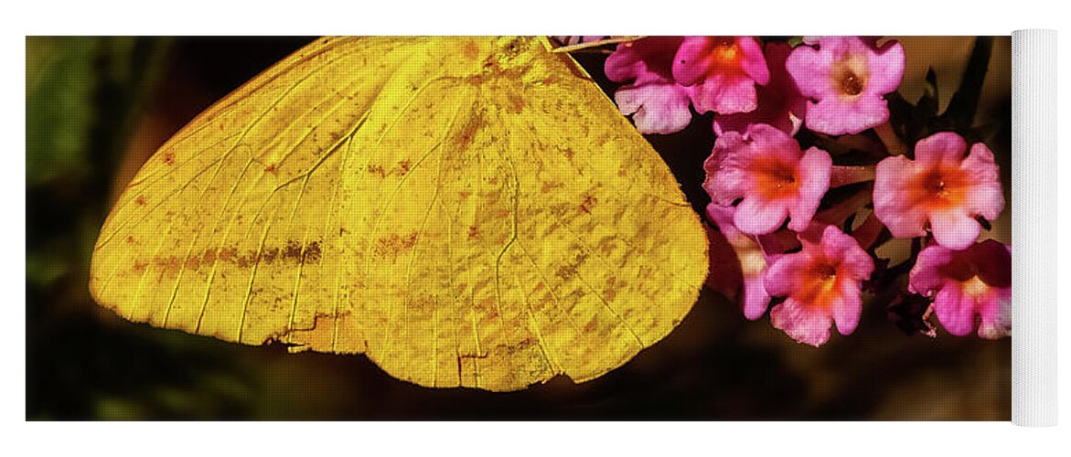 Nature Yoga Mat featuring the photograph Cloudless Giant Sulfur Butterfly by Robert Bales