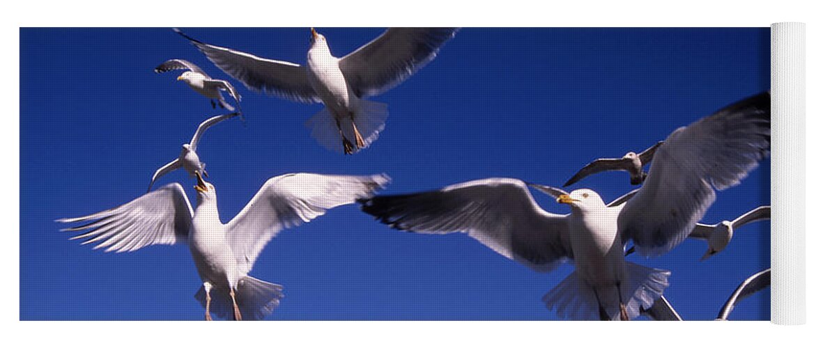 Seagull Birds Flight Yoga Mat featuring the photograph Cnrg0302 by Henry Butz