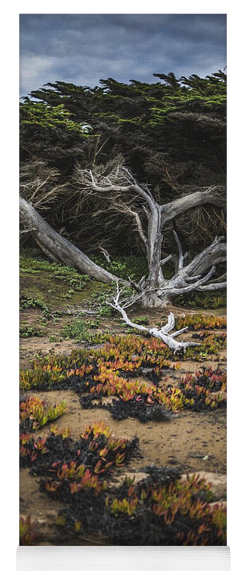 Tree Yoga Mat featuring the photograph Coastal Guardian by Jason Roberts