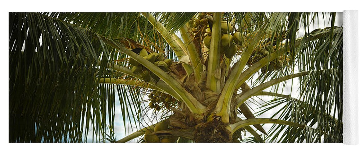 Coconut Palm Yoga Mat featuring the photograph Coconut Palm by Frank Wilson