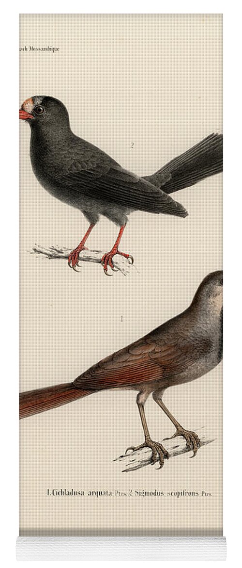 Collared Palm Thrush Yoga Mat featuring the drawing Collared Palm Thrush and Chestnut-fronted Helmetshrike by J D L Franz Wagner