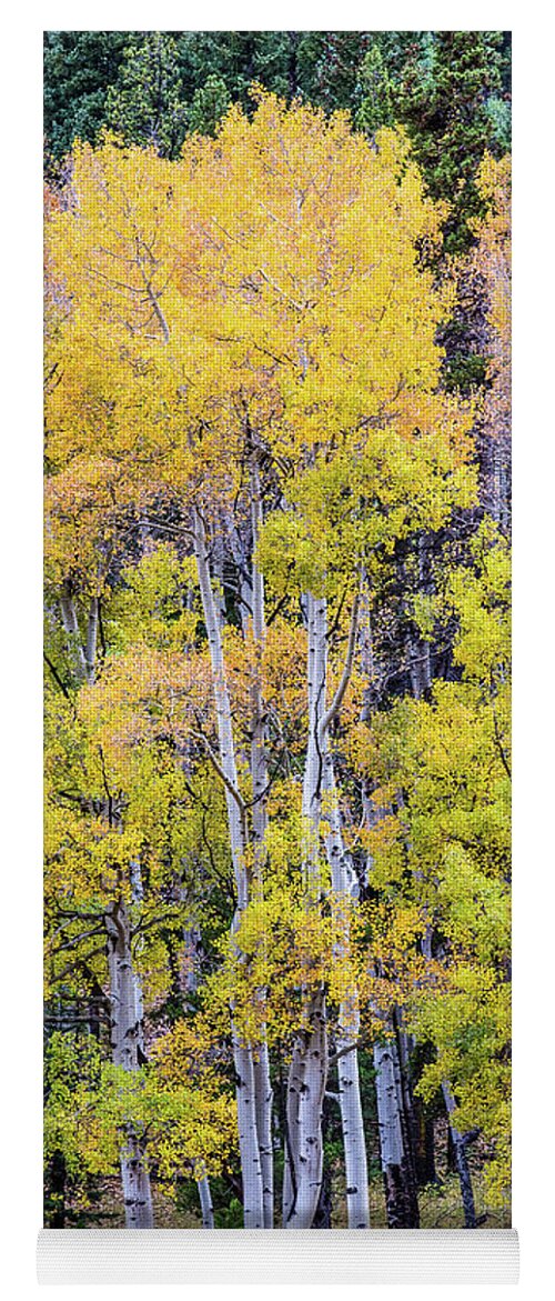 Fall Yoga Mat featuring the photograph Colorado color by Greg Wyatt