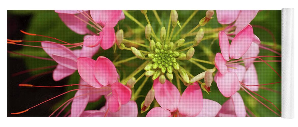 Cleome Yoga Mat featuring the photograph Colorful Cleome by Stephen Schwiesow
