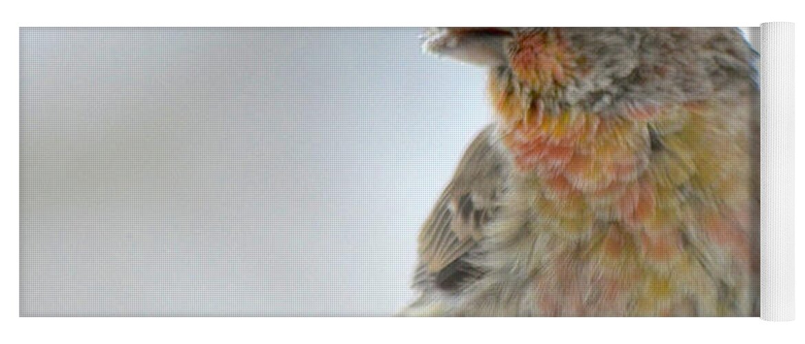 Colorful Finch Eating Yoga Mat featuring the photograph Colorful Finch Eating Breakfast by Cindy Schneider