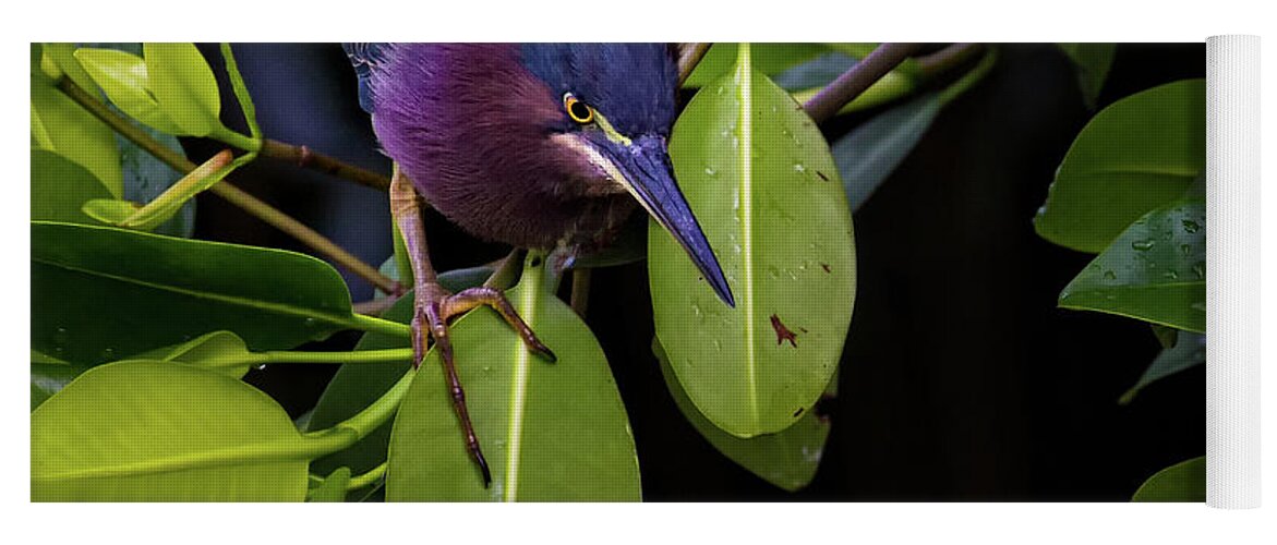 Heron Yoga Mat featuring the photograph Purple Heron by Doug Sturgess