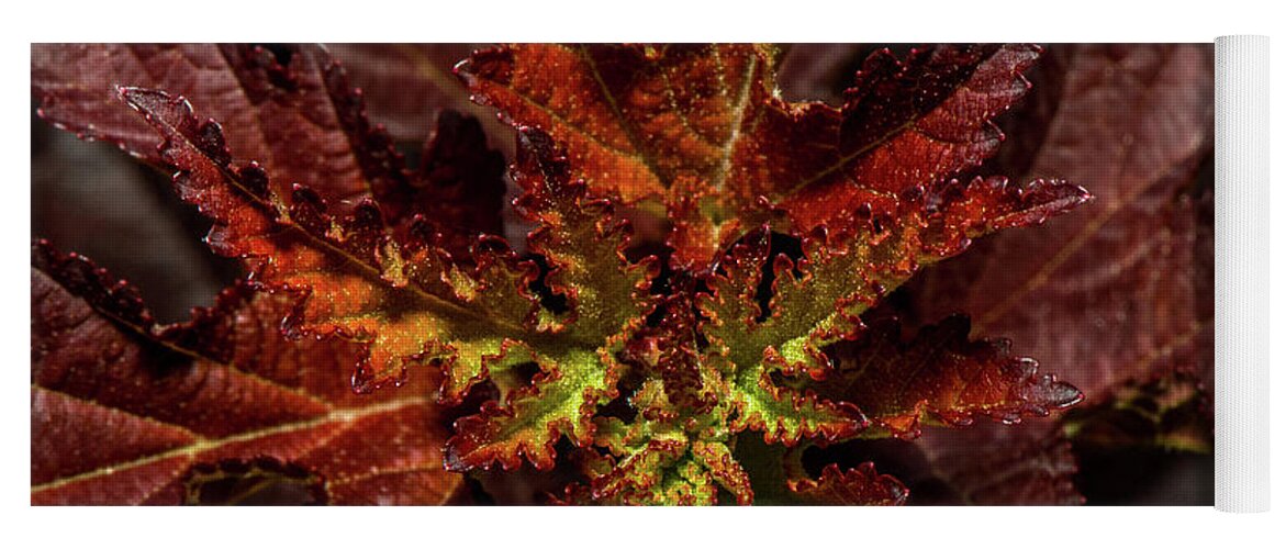 Fall Yoga Mat featuring the photograph Colorful leaves by Paul Freidlund