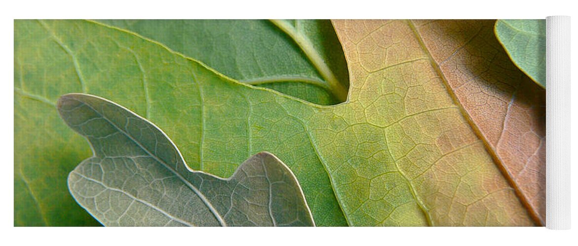 Oak Leaf Yoga Mat featuring the photograph Colorful Oak Tree Leaves by Jennie Marie Schell