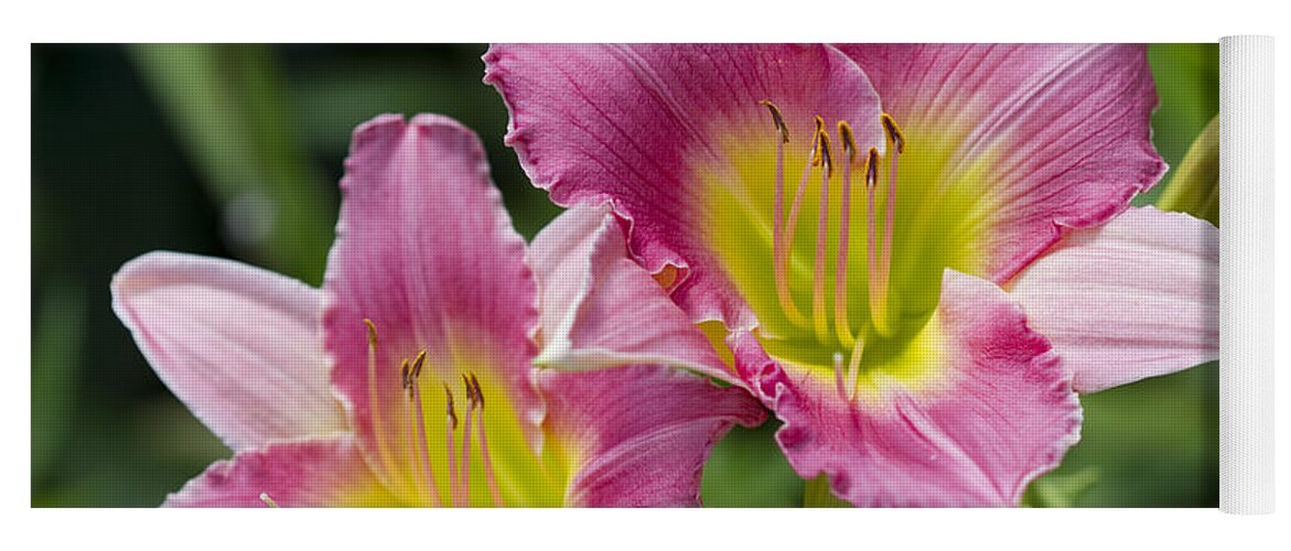 Hemerocallis Yoga Mat featuring the photograph Colorful Peachy Pink Daylily Blossoms by Kathy Clark