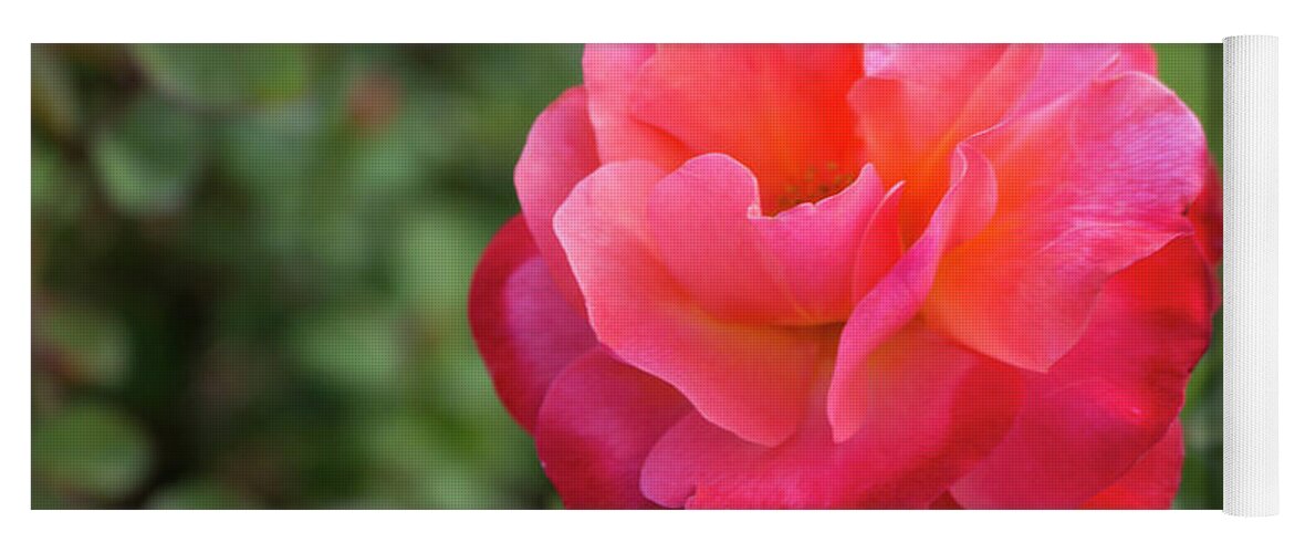 Close-up Yoga Mat featuring the photograph Colorific Rose by K Bradley Washburn