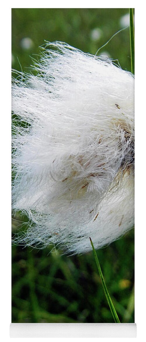 Britain Yoga Mat featuring the photograph Common Cottongrass Seed-head by Rod Johnson