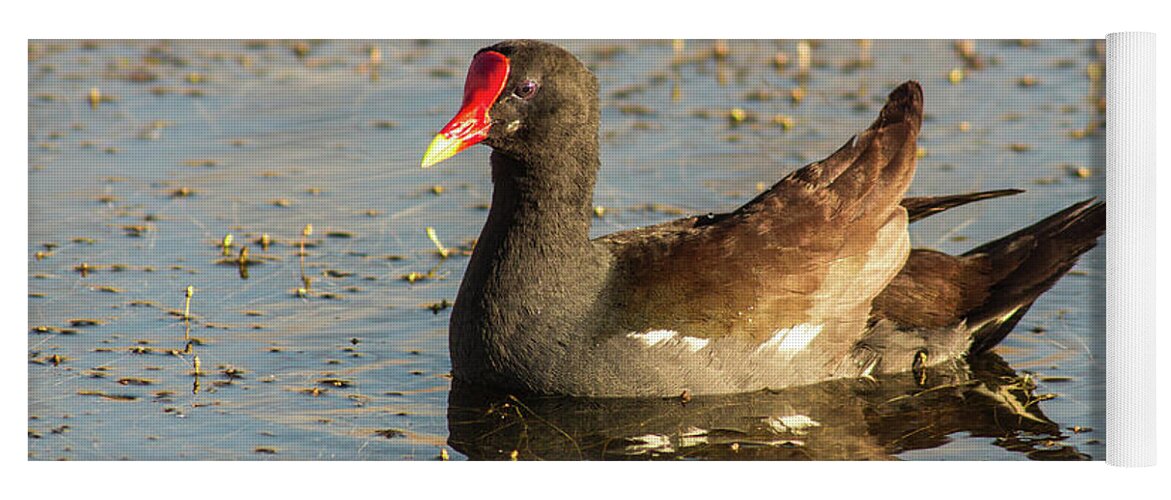 Nature Yoga Mat featuring the photograph Common Gallinule by Robert Frederick