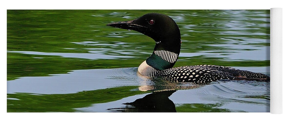 Common Loon Yoga Mat featuring the photograph Common Loon by Tony Beck