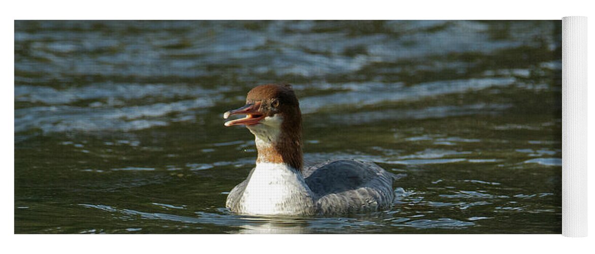 Common Yoga Mat featuring the photograph Common Merganser 9821 by Michael Peychich