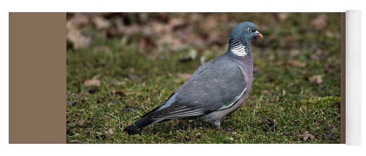 Common Wood Pigeon Yoga Mat featuring the photograph Common Wood Pigeon's profile by Torbjorn Swenelius