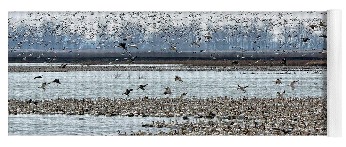 Geese Yoga Mat featuring the photograph Controlled Chaos - Snow Geese by Nikolyn McDonald