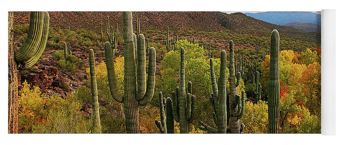 Coon Creek With Saguaros Yoga Mat featuring the digital art Coon Creek With Saguaros And Cottonwood, Ash, Sycamore Trees With Fall Colors by Tom Janca