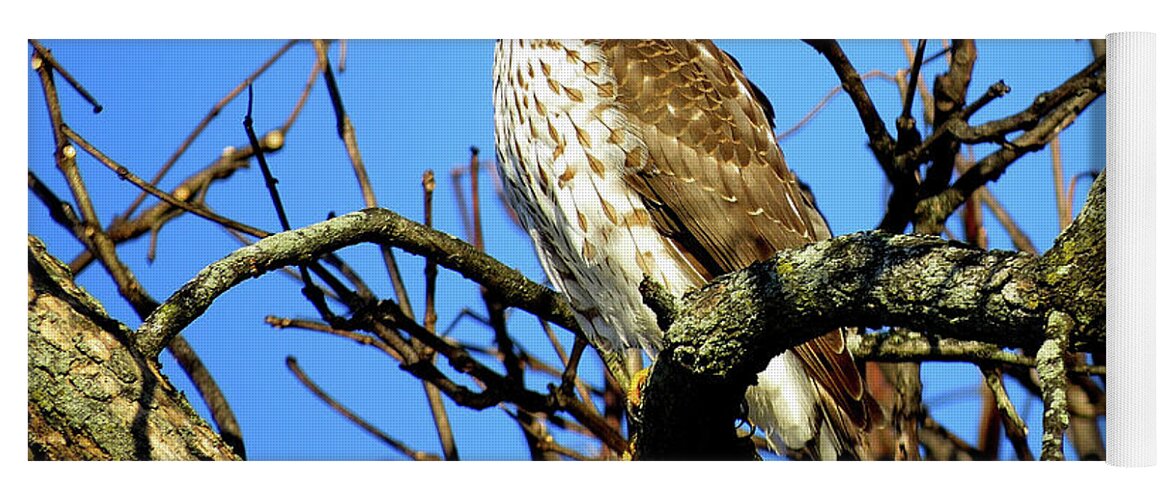 Cooper's Hawk Yoga Mat featuring the photograph Cooper's Hawk Keeping Watch by Linda Stern
