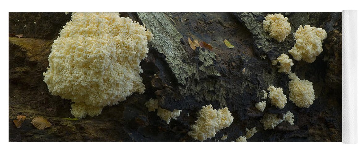 Coral Spine Fungus Yoga Mat featuring the photograph Coral Spine Fungus by Steen Drozd Lund