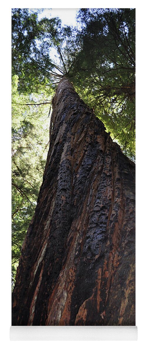 California Yoga Mat featuring the photograph Coastal Redwoods by Julia McHugh
