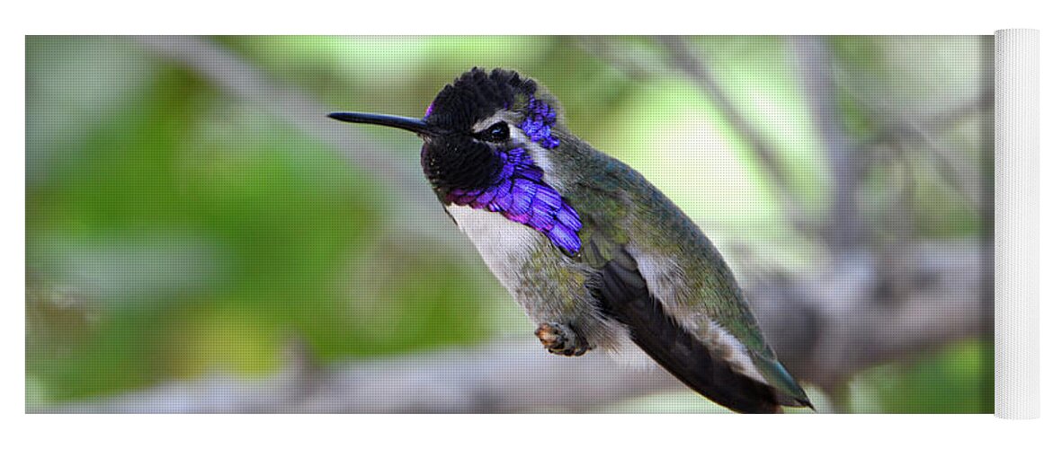 Denise Bruchman Yoga Mat featuring the photograph Costa's Hummingbird by Denise Bruchman