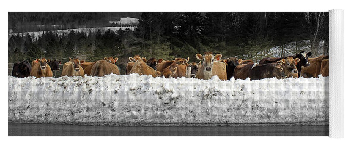 Vermont Yoga Mat featuring the photograph Cow Bank by Tim Kirchoff