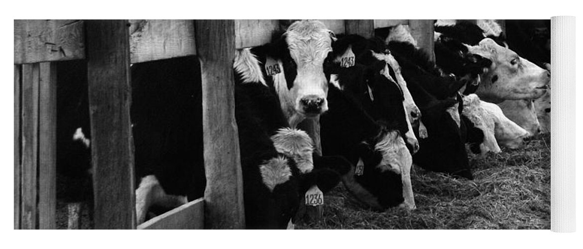 Cows Yoga Mat featuring the photograph Cows in Black and White by Angie Tirado