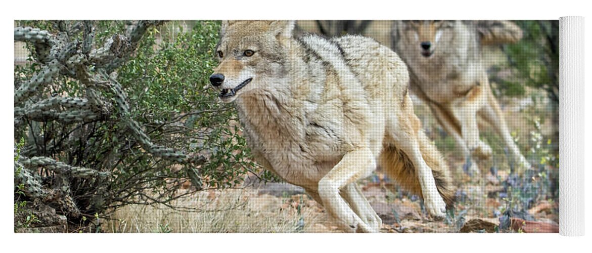 Coyote Yoga Mat featuring the photograph Coyote Chase 4189-022617-1cr by Tam Ryan