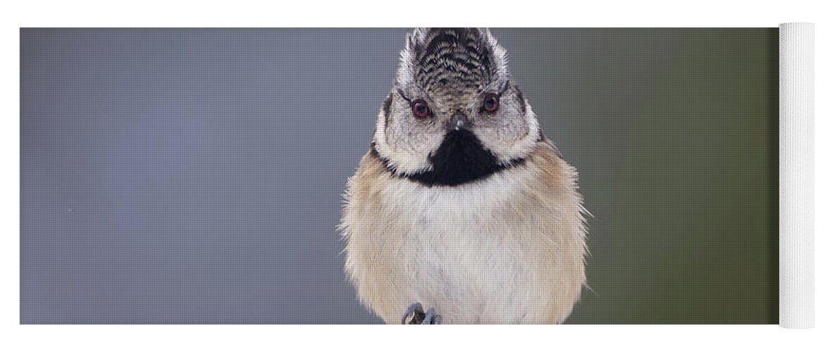 Crested Yoga Mat featuring the photograph Crested Tit by Pete Walkden