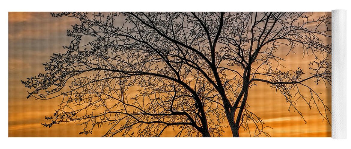 Tree Yoga Mat featuring the photograph Crimson Branches by Carol Randall