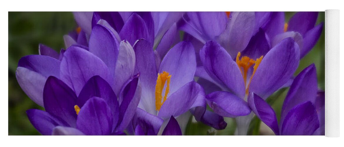 Floral Yoga Mat featuring the photograph Crocus Cluster by Shirley Mitchell