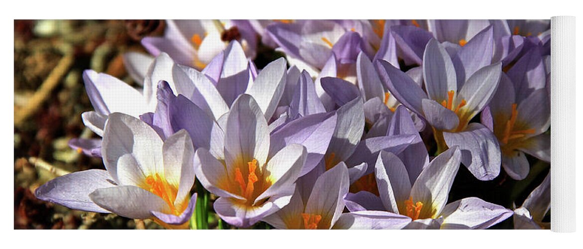 Crocuses Flowers Yoga Mat featuring the photograph Crocuses Serenade by Ed Riche