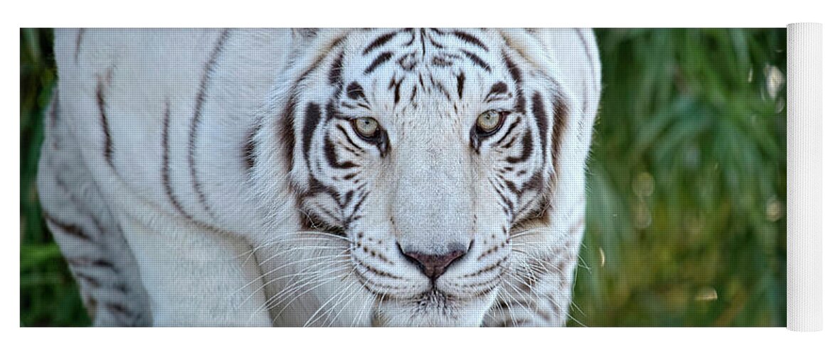 Face Mask Yoga Mat featuring the photograph Crouching White Tiger by Lucinda Walter