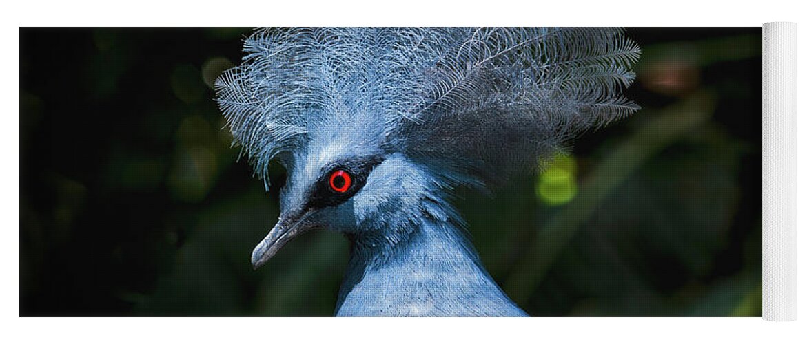 Crowned Pigeon Yoga Mat featuring the photograph Crowned Pigeon by Mitch Shindelbower