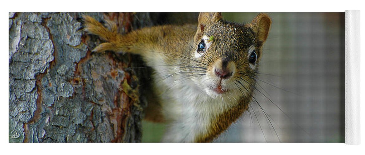 Little Red Squirrel Yoga Mat featuring the photograph Curious Alaskan Red Squirrel by Joan Wallner