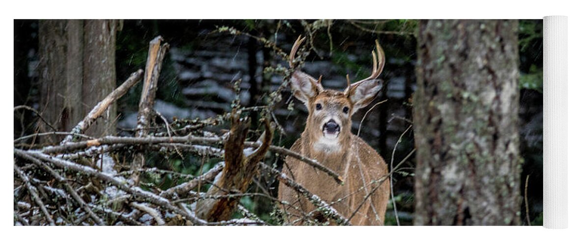 Wildlife Yoga Mat featuring the photograph Curious Buck by Lester Plank