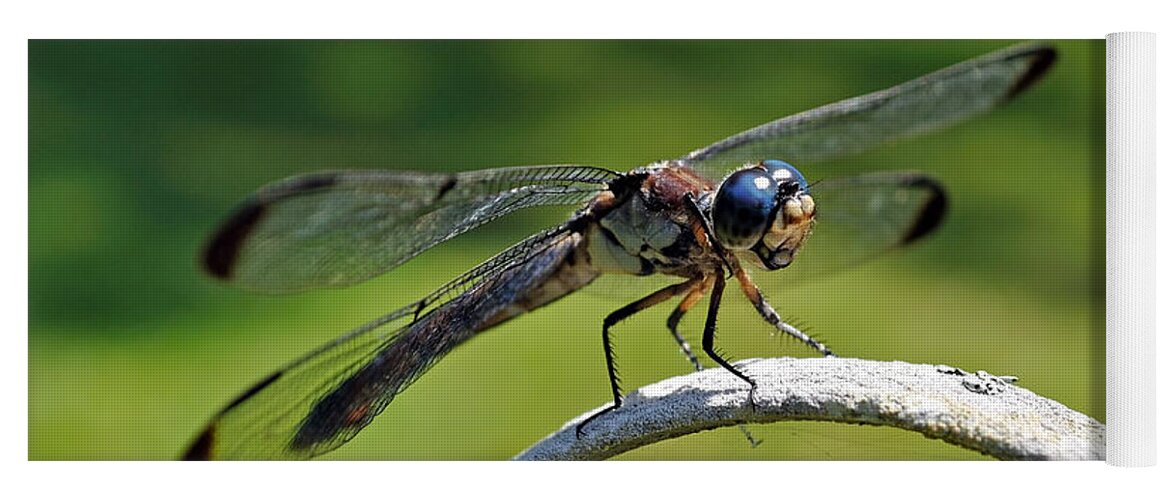 Dragonfly Yoga Mat featuring the photograph Curious Dragonfly by Kenneth Albin