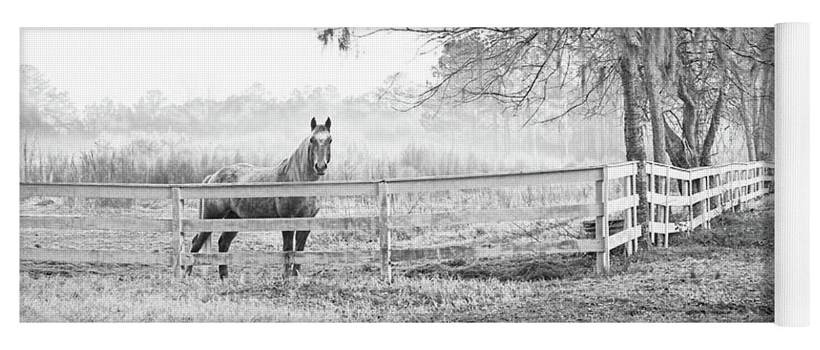 Horse Yoga Mat featuring the photograph Curious Fog by Scott Hansen