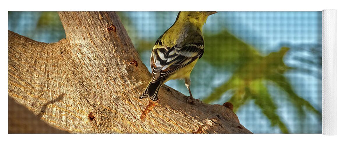  Yellow Yoga Mat featuring the photograph Curious Goldfinch by Robert Bales